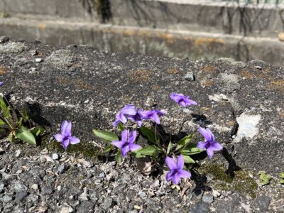 算数と理科の指導